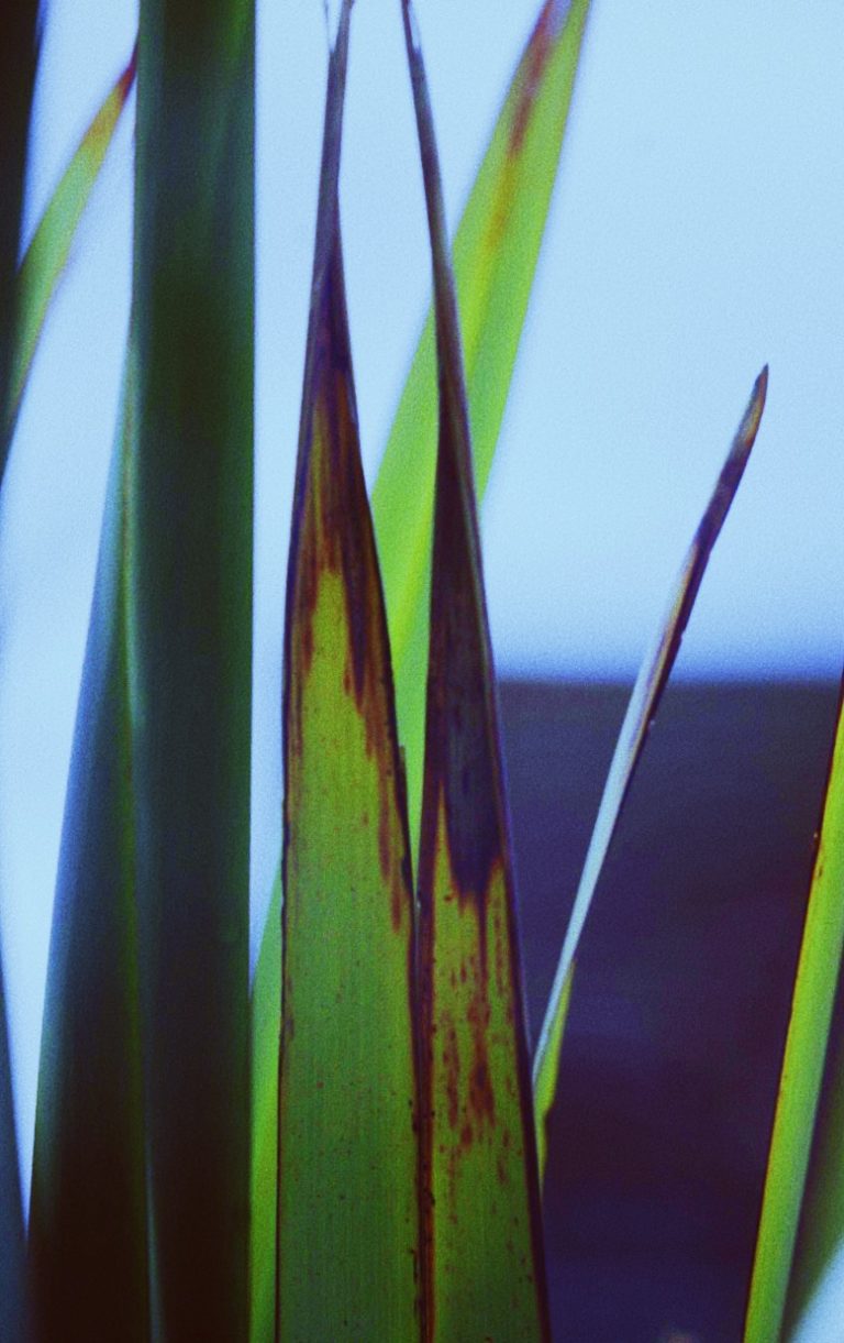 Processed with VSCO with fp2 preset